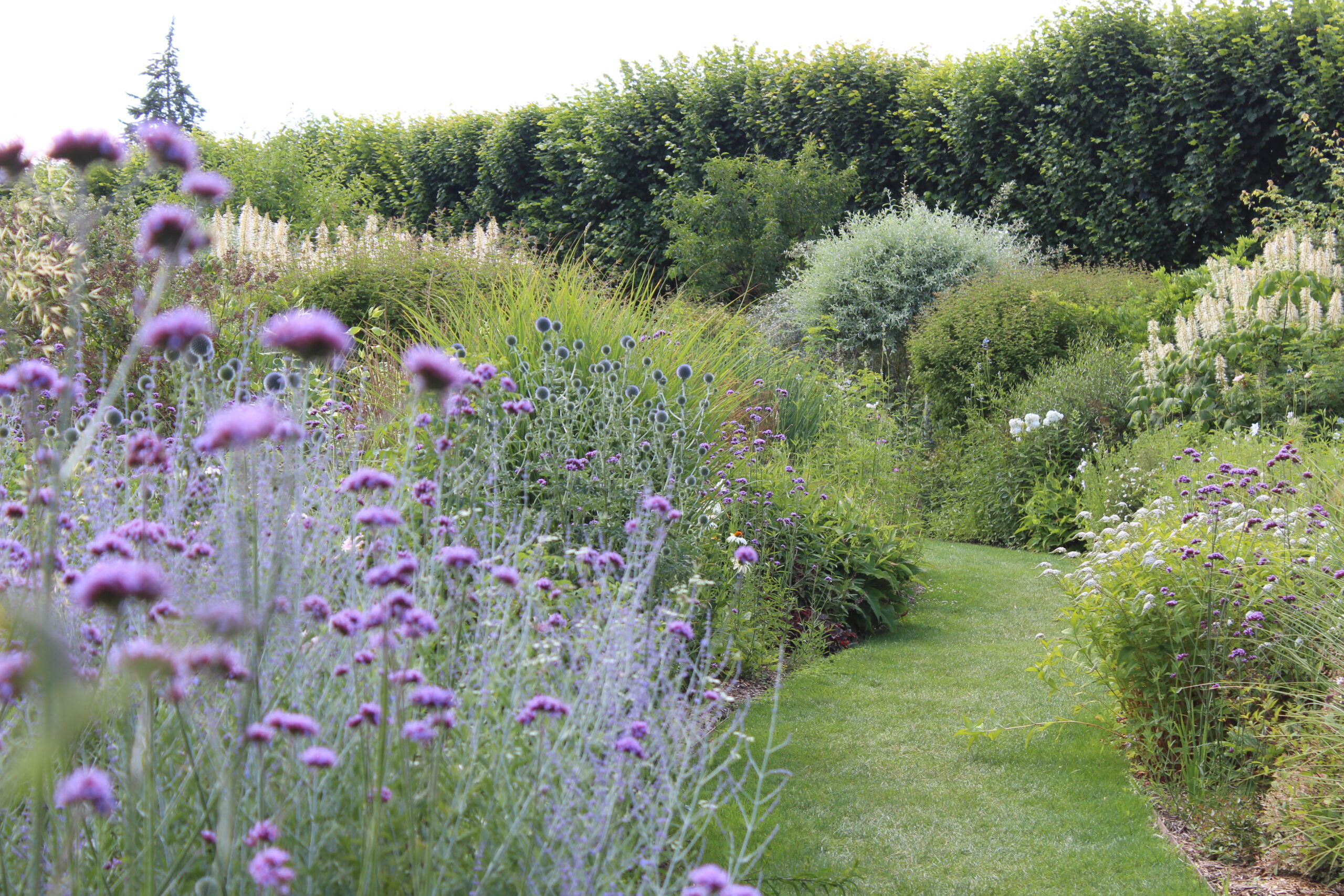 Purple flower border with a grass path winding into the distance