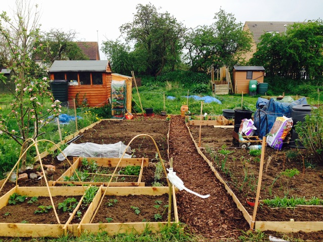 Allotment at the beginning of year one. Gardening obsession 