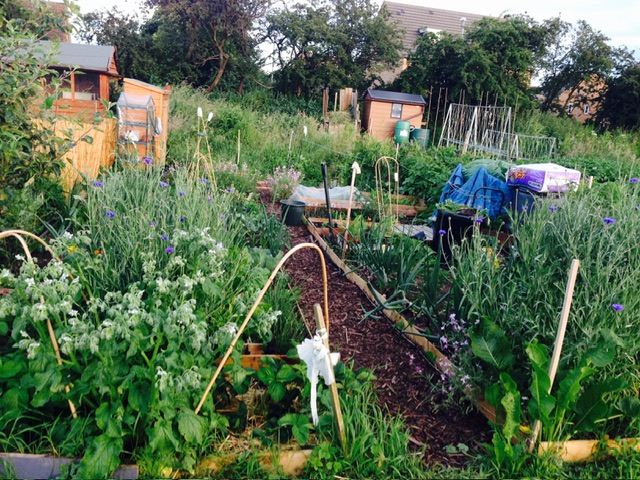 Garden design secrets allotment plot