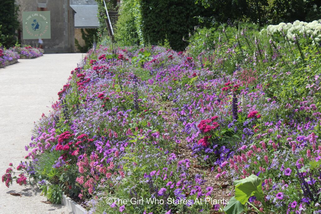 Pink, purple, crimson flowers in a large flower bed like a frothy carpet of colour. Garden design