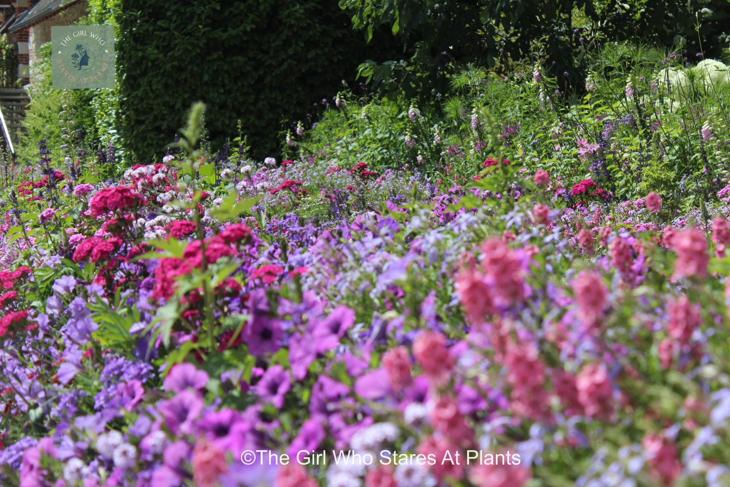 Fantastic Flower border of pink and purple plants