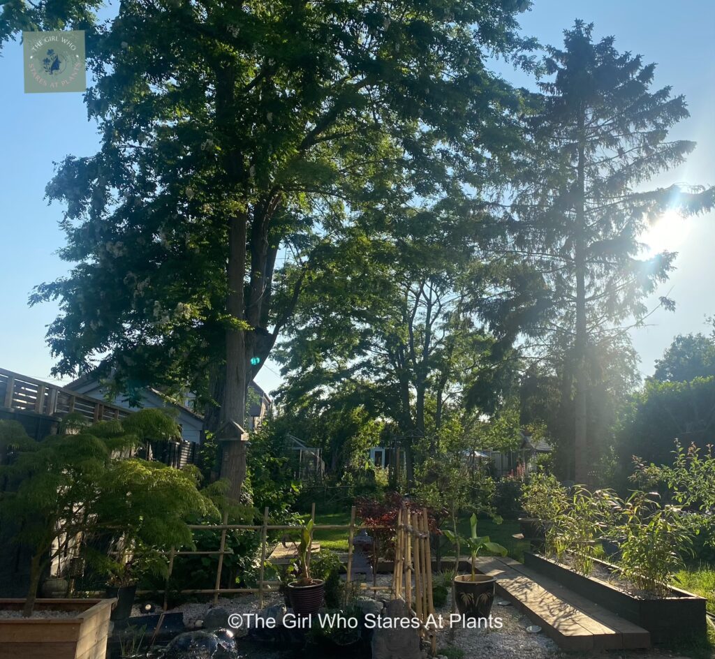 Garden in the summer with trees, Japanese inspired walkway and Japanese plants. Garden design 