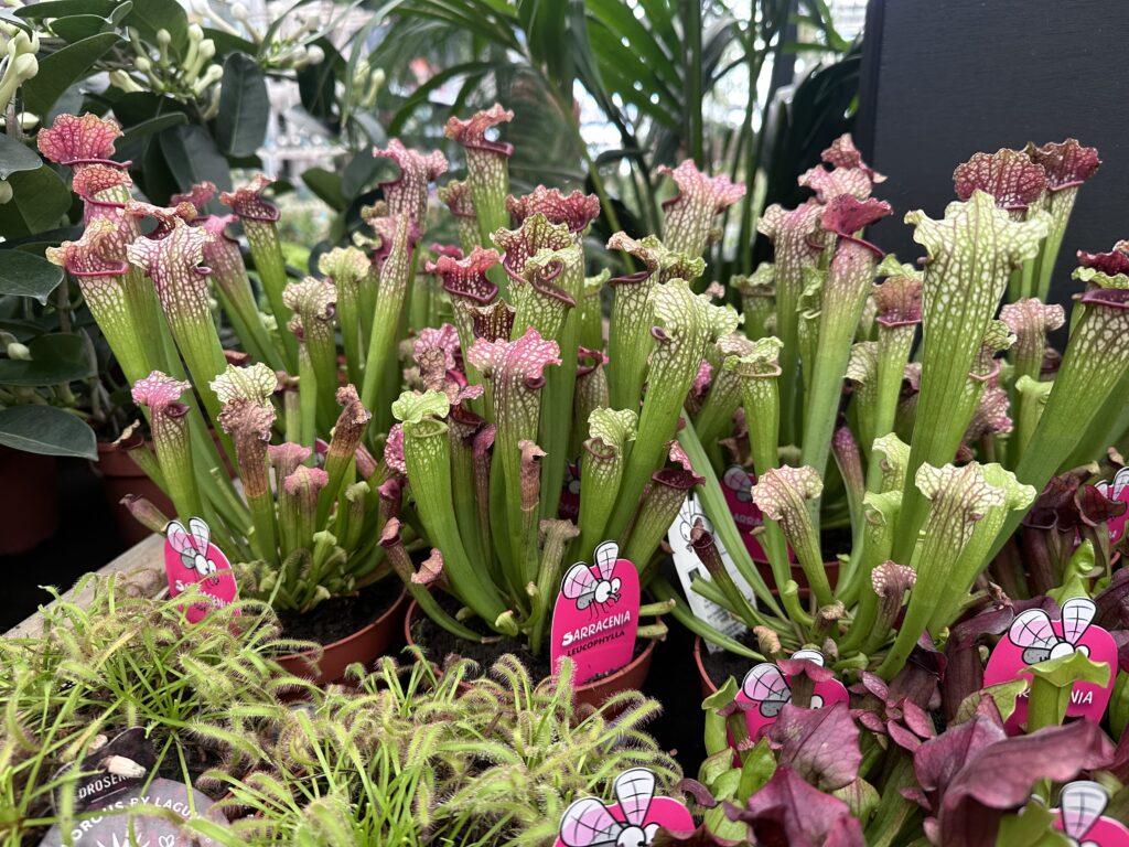 Carnivorous plants