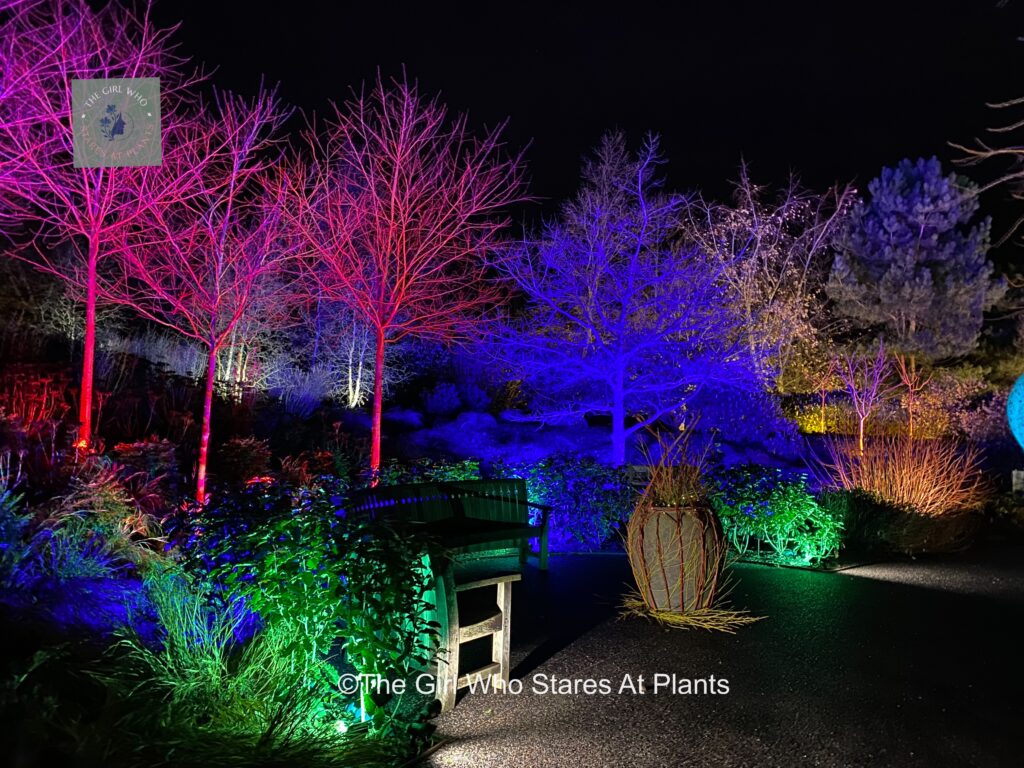 Winter colour lit garden at RHS Hyde Hall