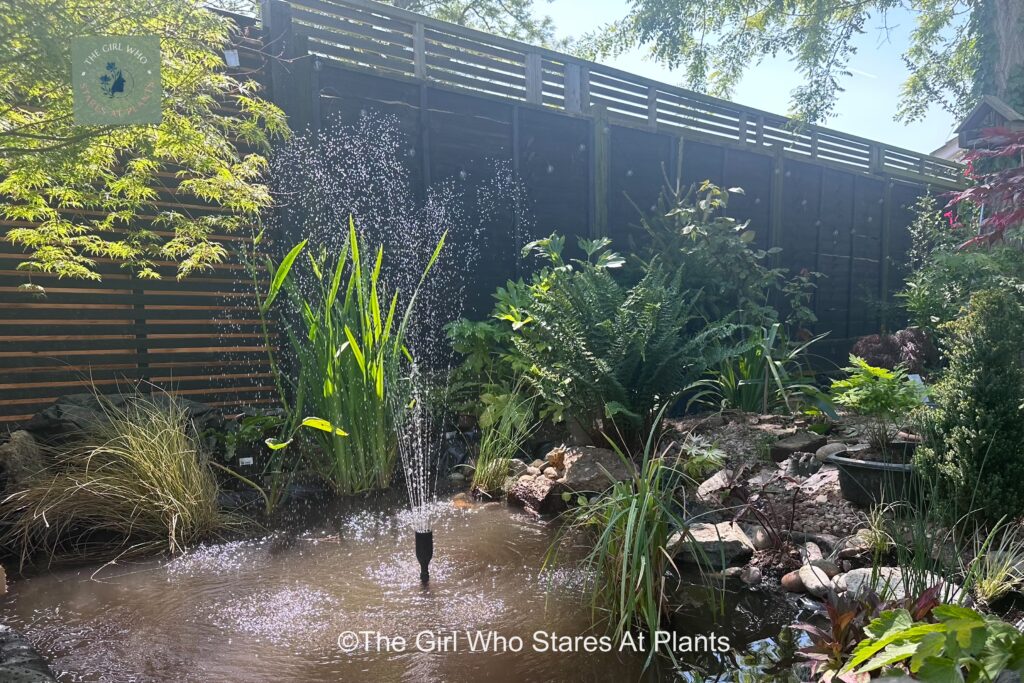 Japanese Zen pond with water fountain