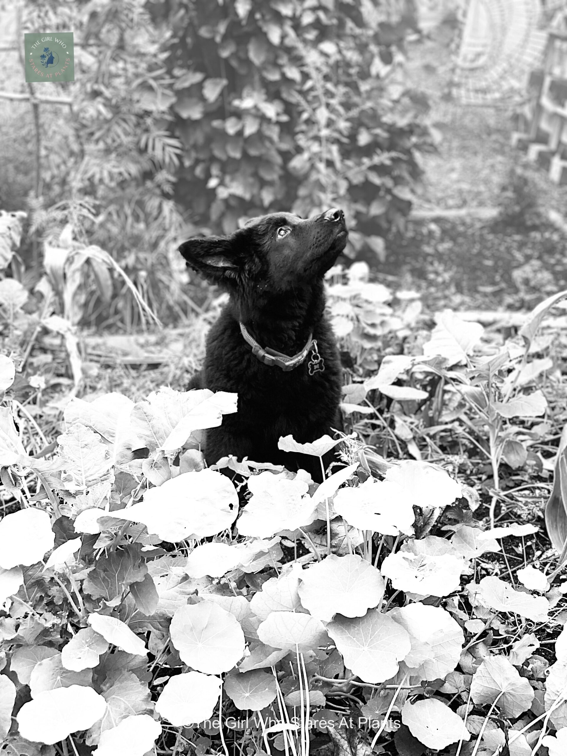 Black and white photo of a black dog staring up at the sky