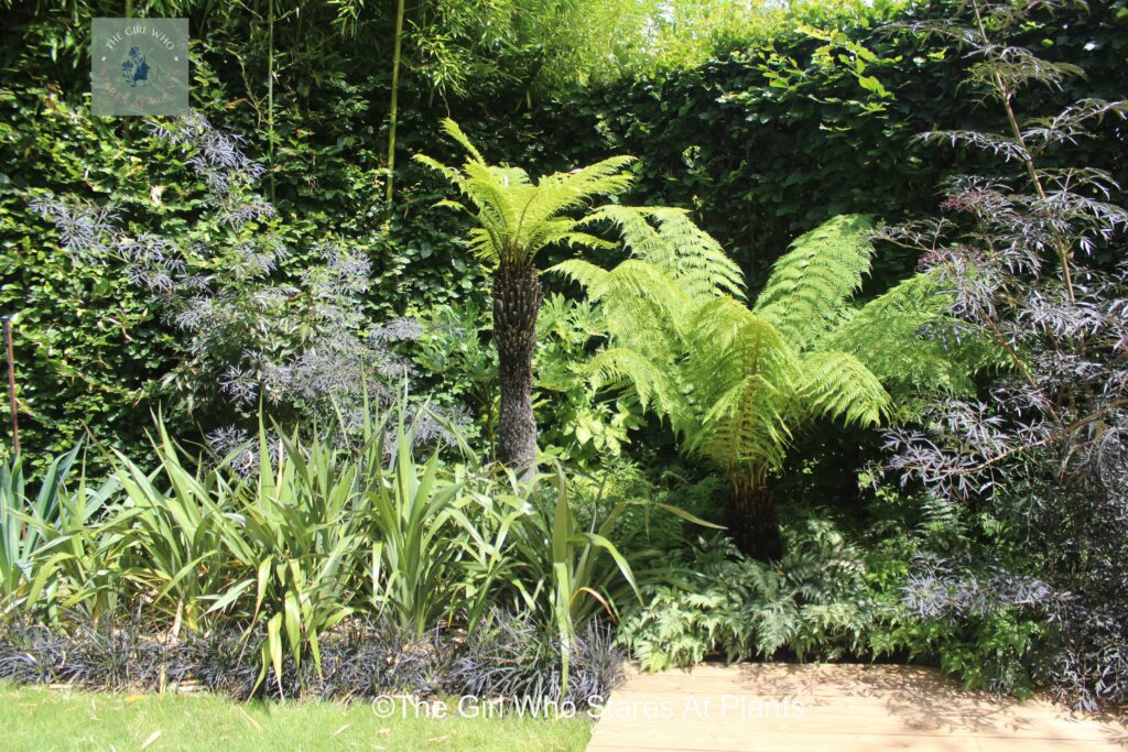 Tree ferns underplanted with other ferns