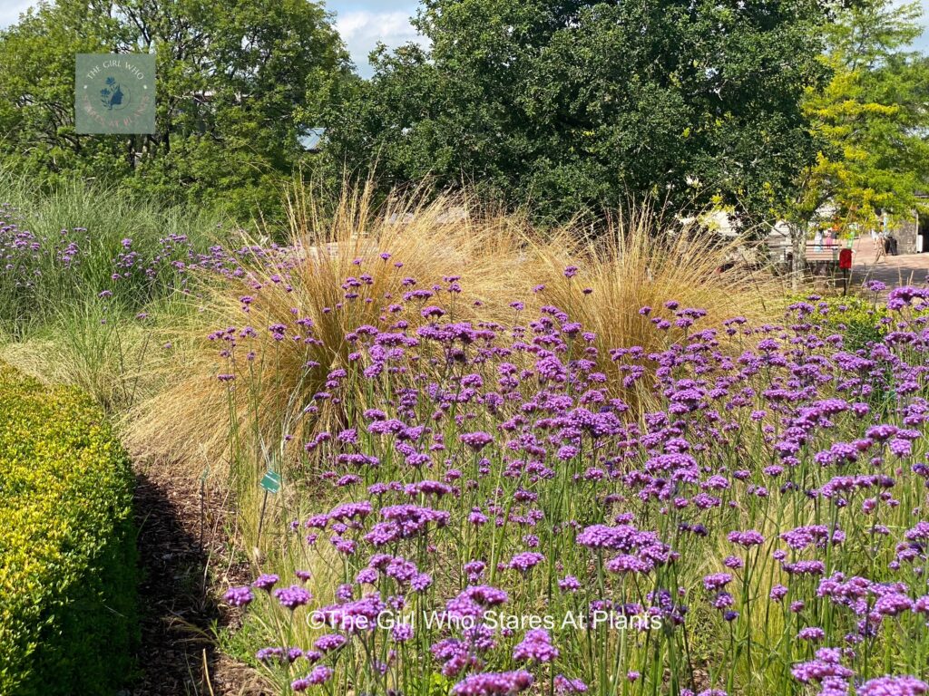 Verbena and grasses making a lovely display