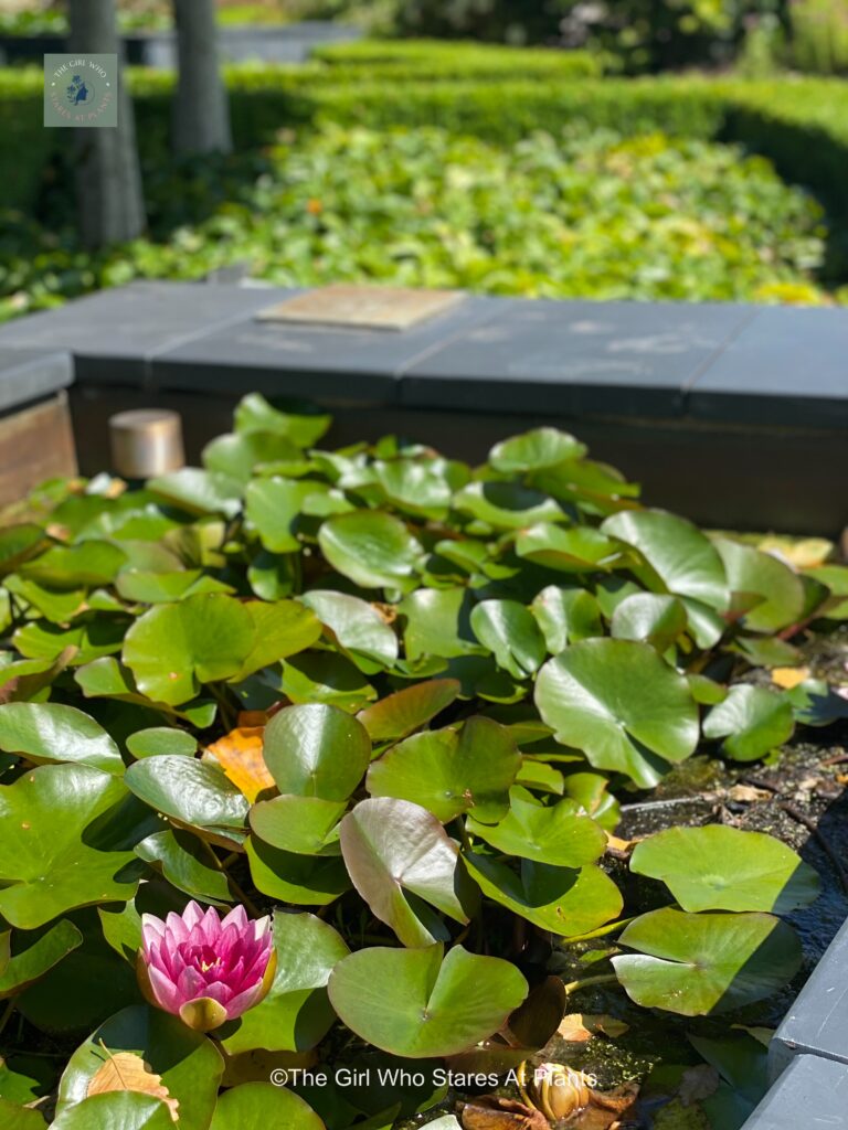 Multiple water lilies with a pink flower