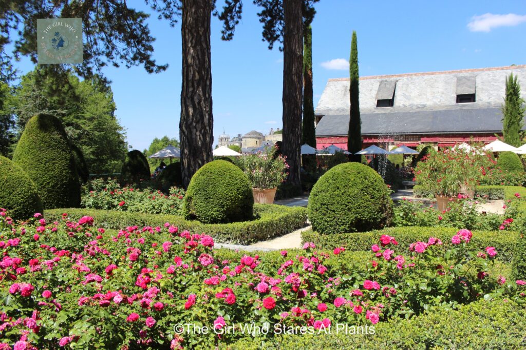 Pink roses framed by formal hedging