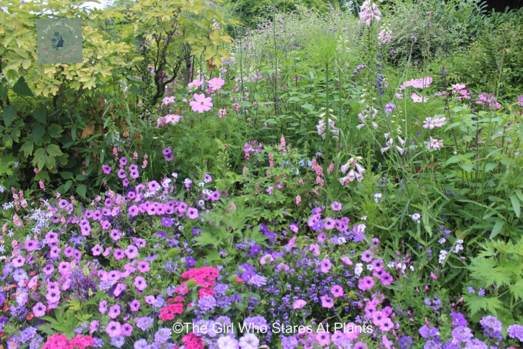 Fantastic Flower bed with annuals flowers in pink and purple