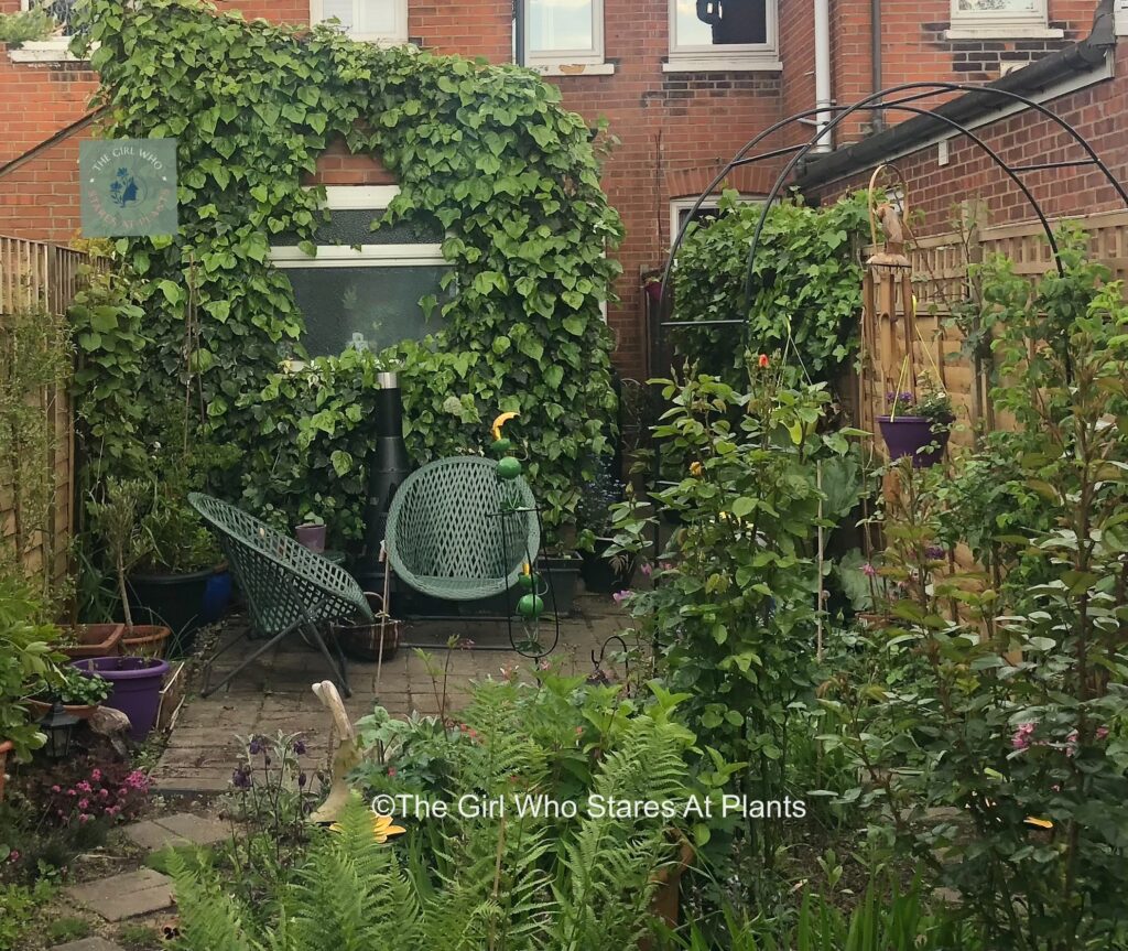 Two chairs on a patio surrounded by wall covered in ivy