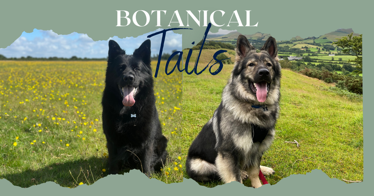 Botanical tails two gsd Storm and Trooper