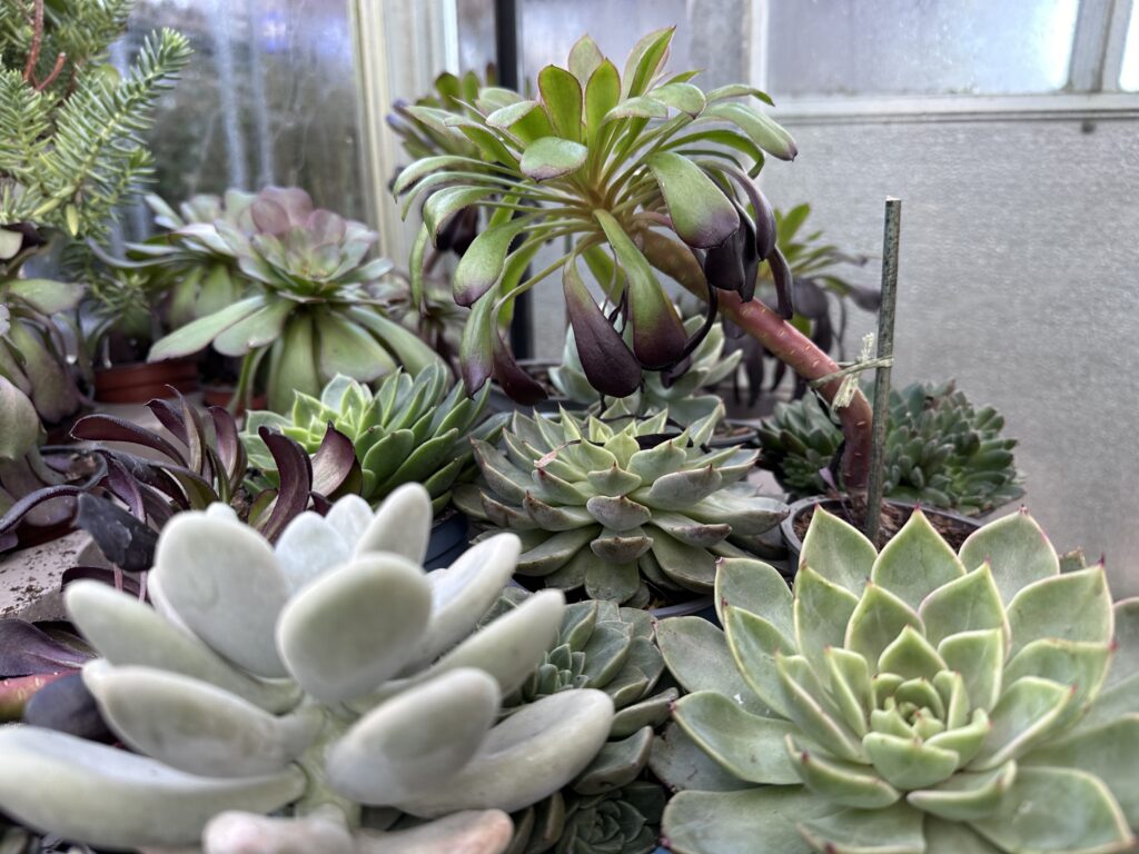 Gardening glossary of succulents