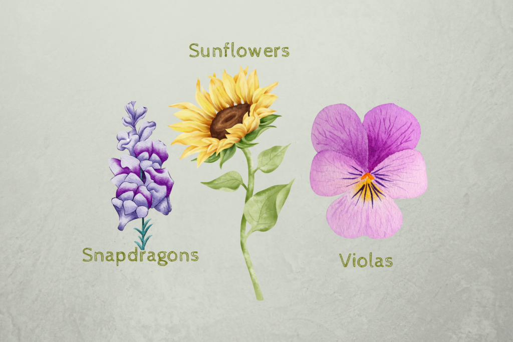 Snapdragon, sunflower and viola dog friendly plants