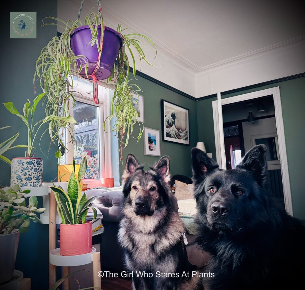 GSD fur babies sat near hanging house plant