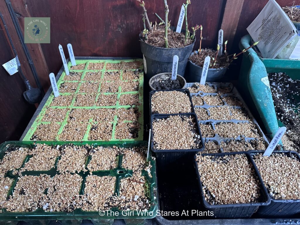 numerous seeds trays, with seeds covered in vermiculite