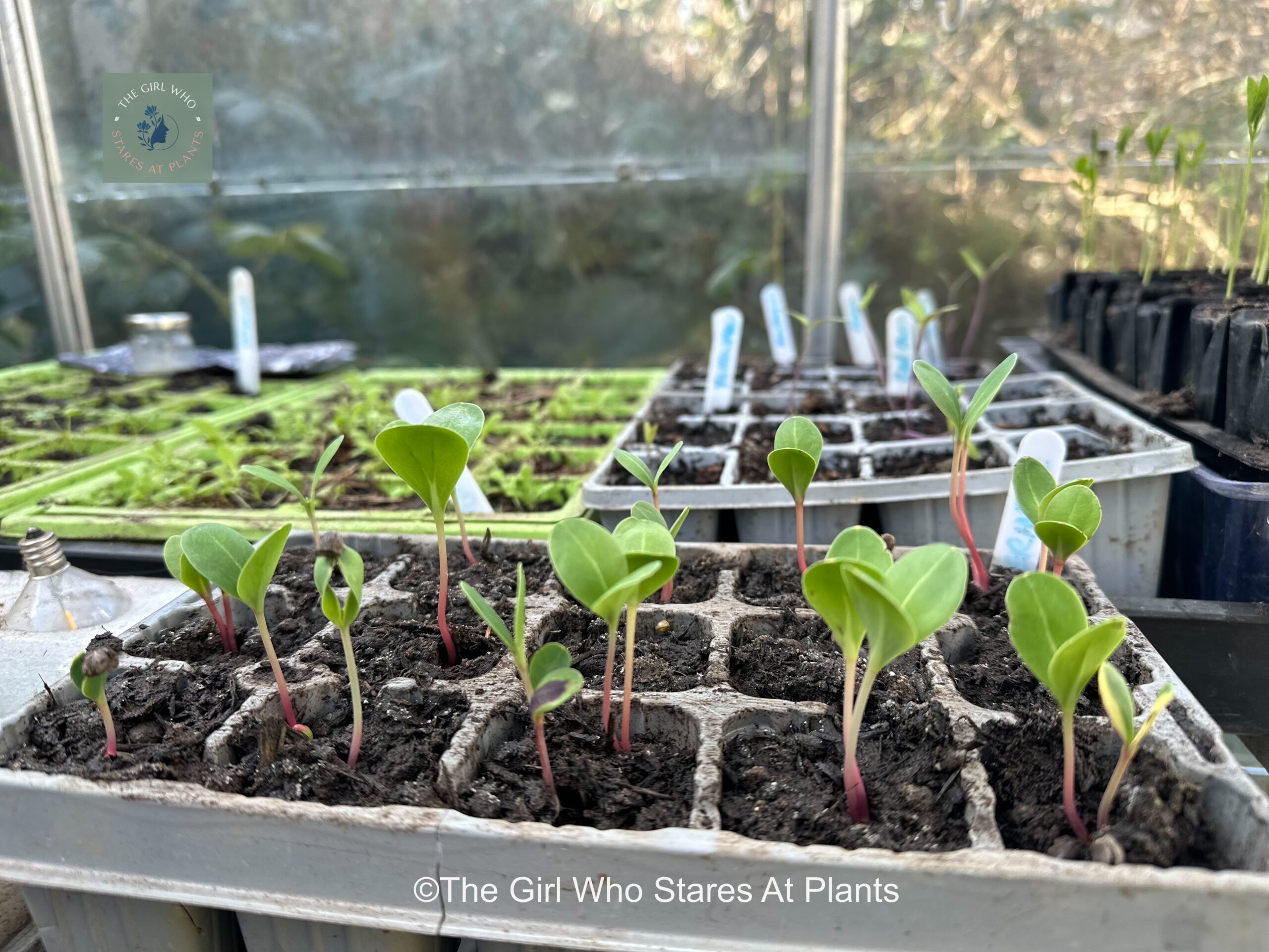 Cerinthe seedlings in a module tray