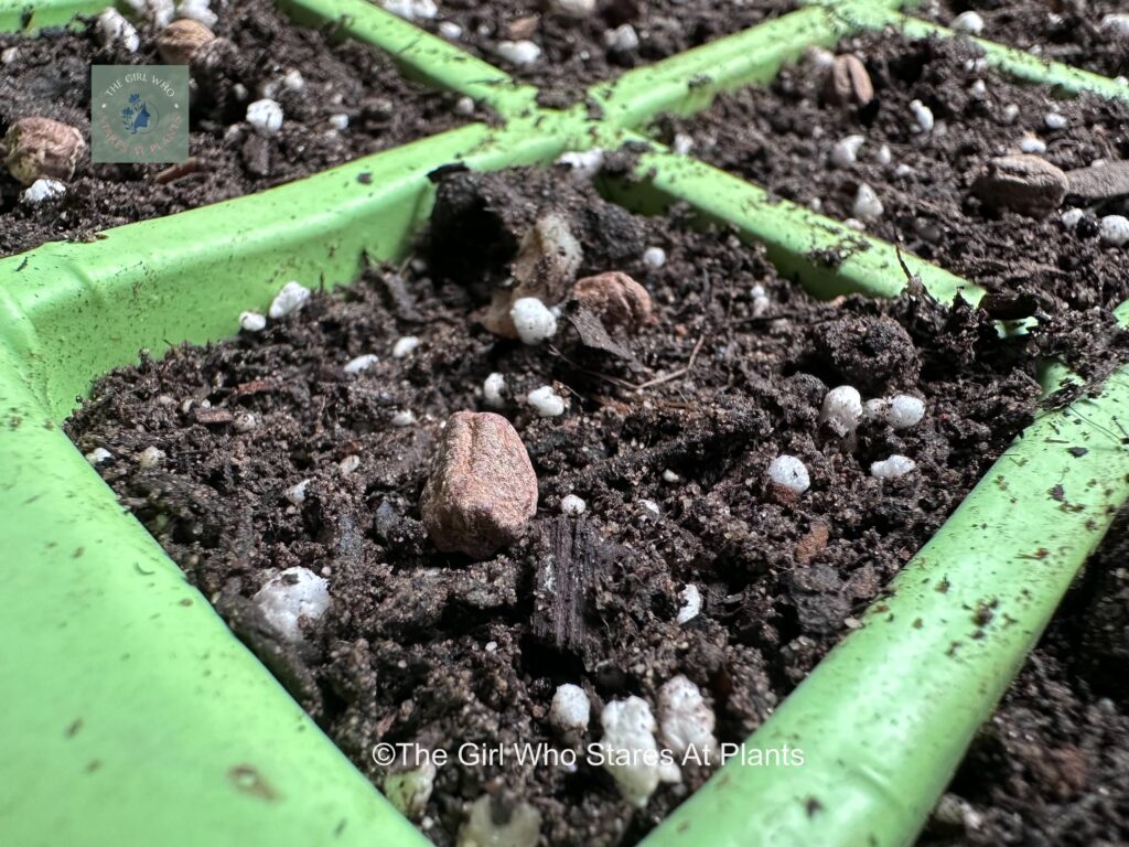 Nasturtium seeds for easy propagation onto of soil in a tray.