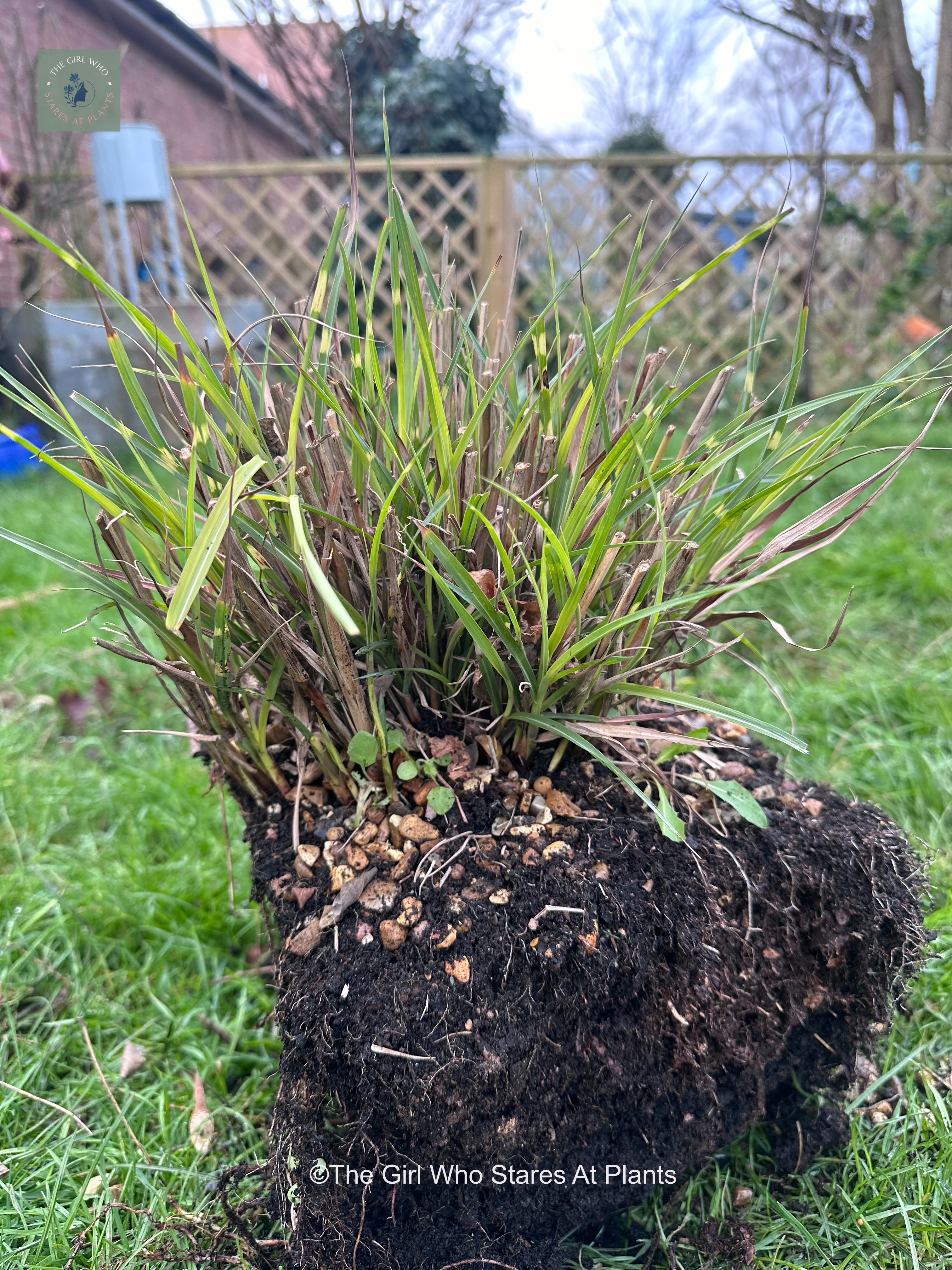 Zebra grass clump