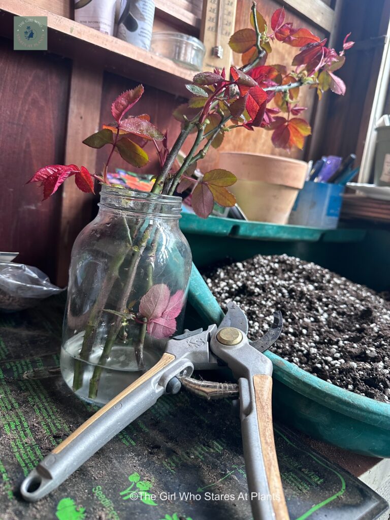 Rose stems in glass of water after cuttings 