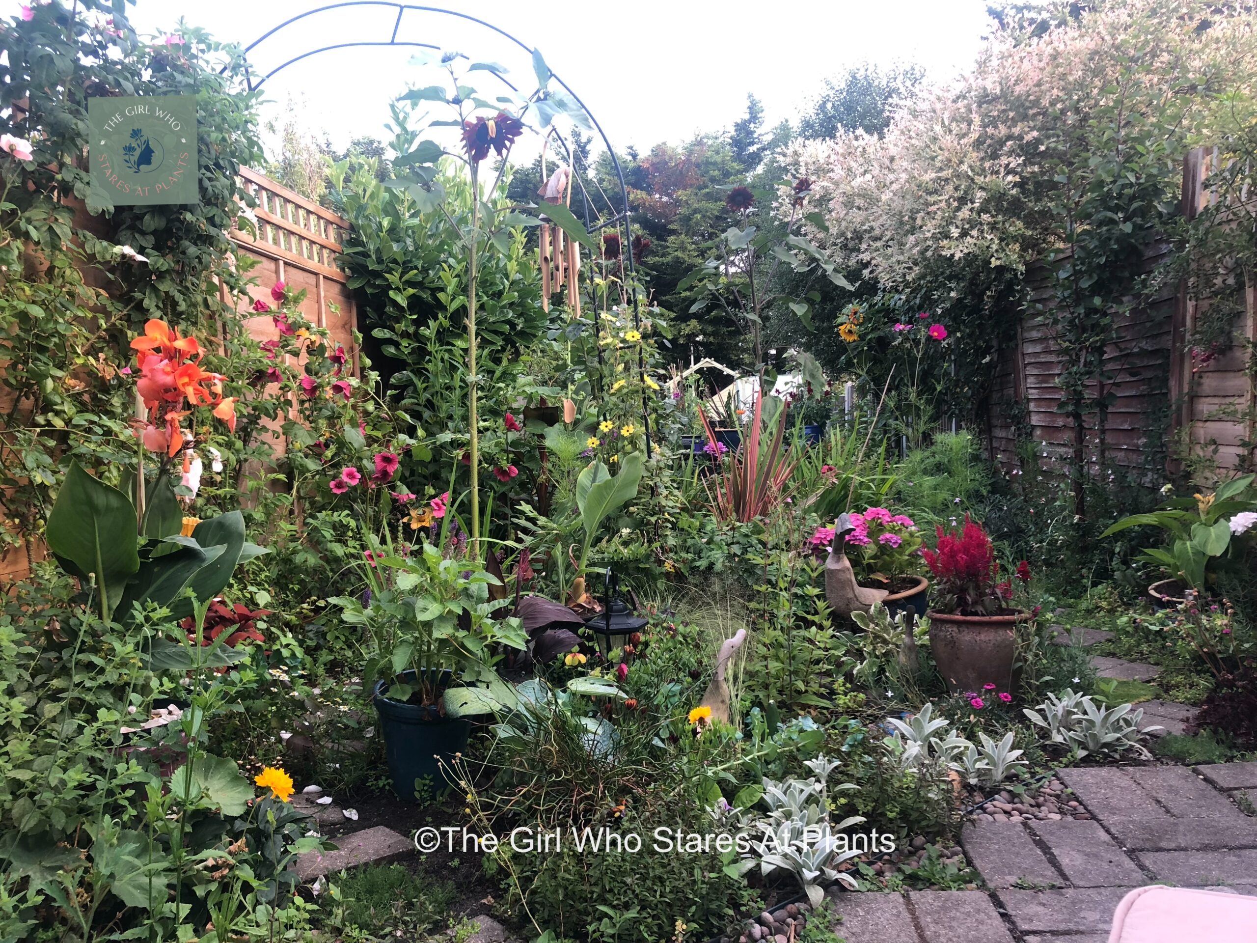 Small garden which has been planted with large boarders showing lots of plants and colour