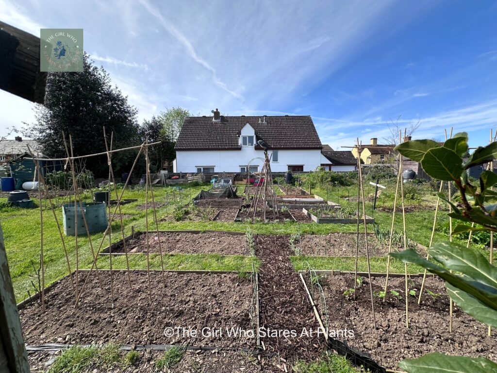 Allotment April 2024