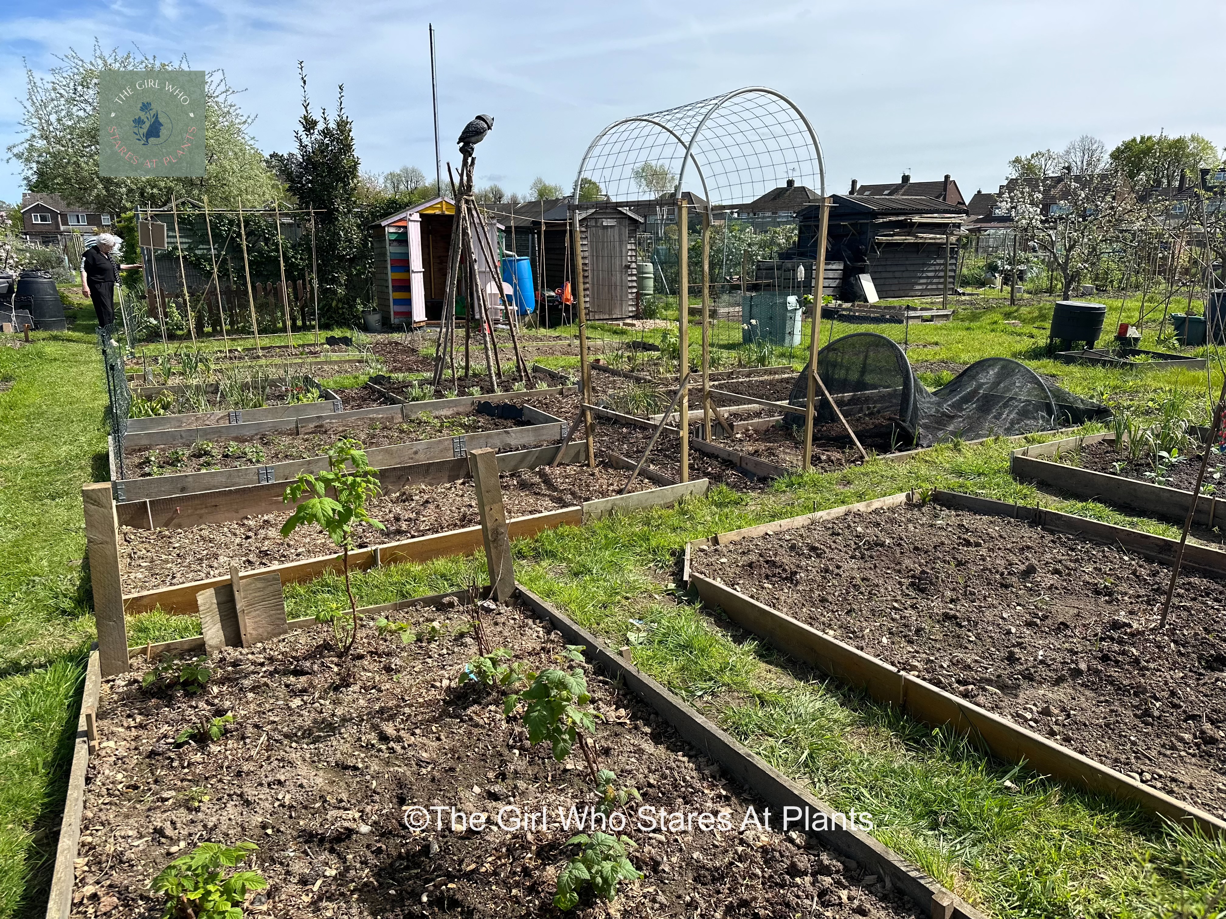 April allotment with raised beds and squash arch