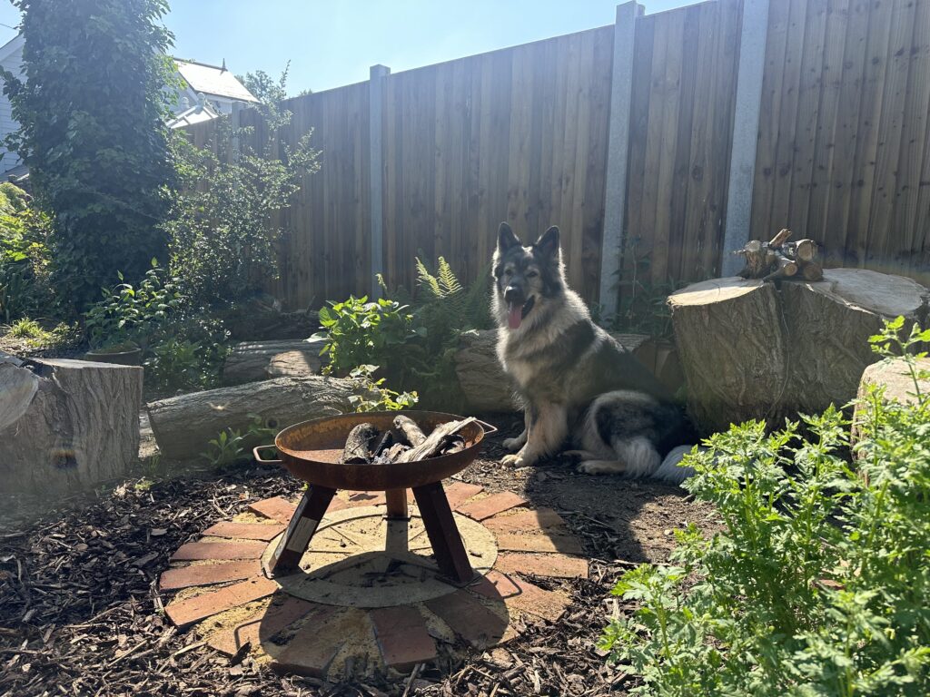 German shepherd dog say next to an outdoor firepit 