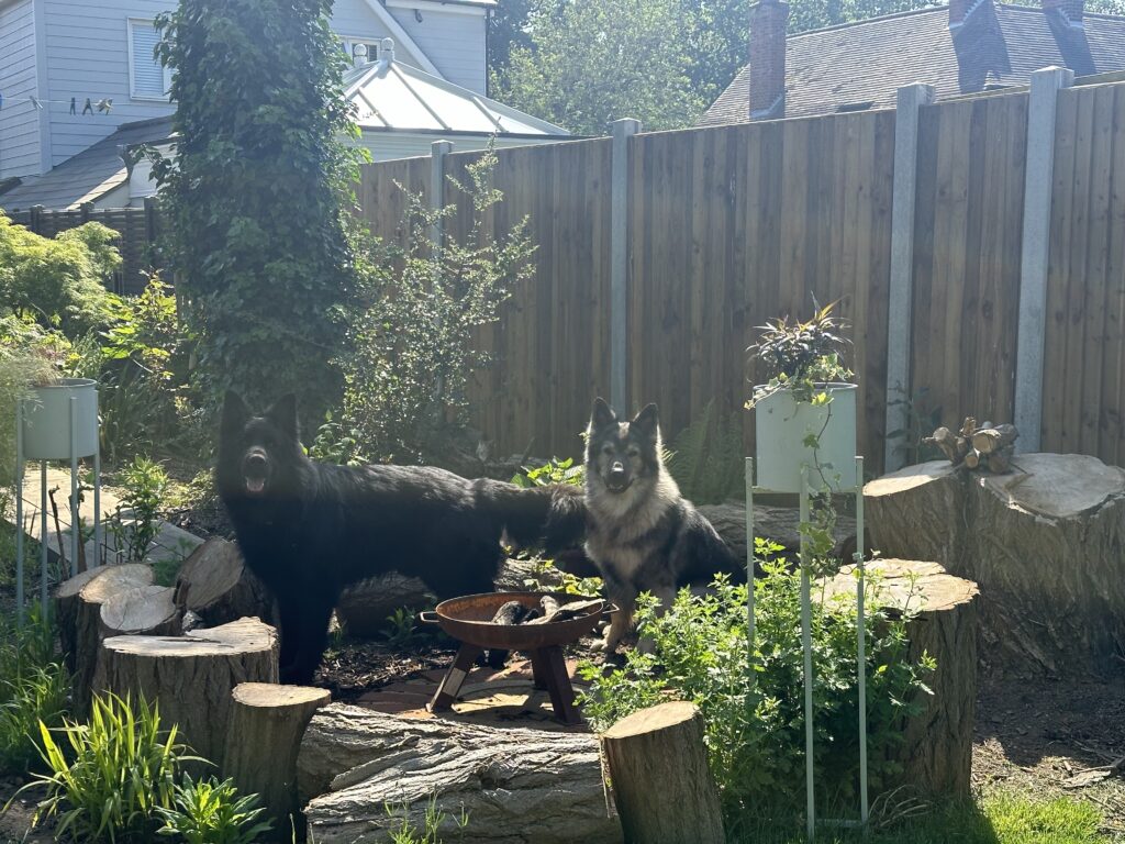 Two German shepherd dogs sat in a firepit surrounded by logs