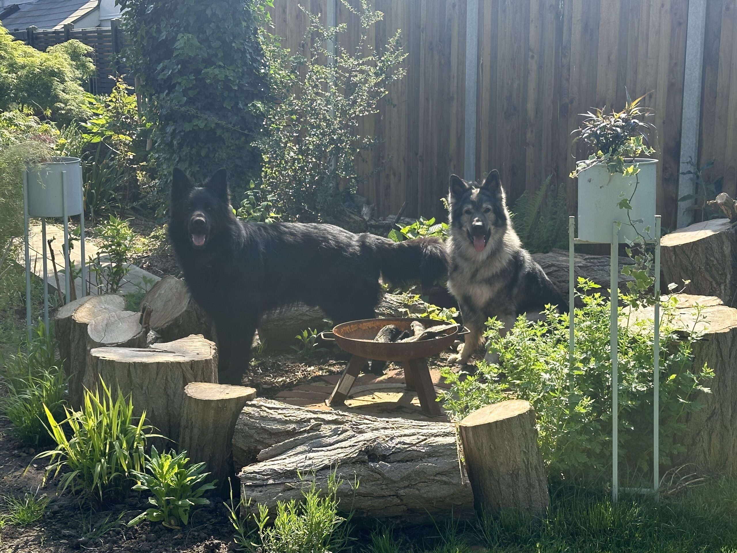 Two German shepherds sat together near an outdoor firepit botanical tails