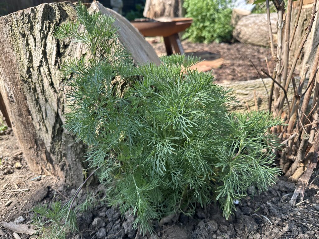 Artemisia cola plant next to a log