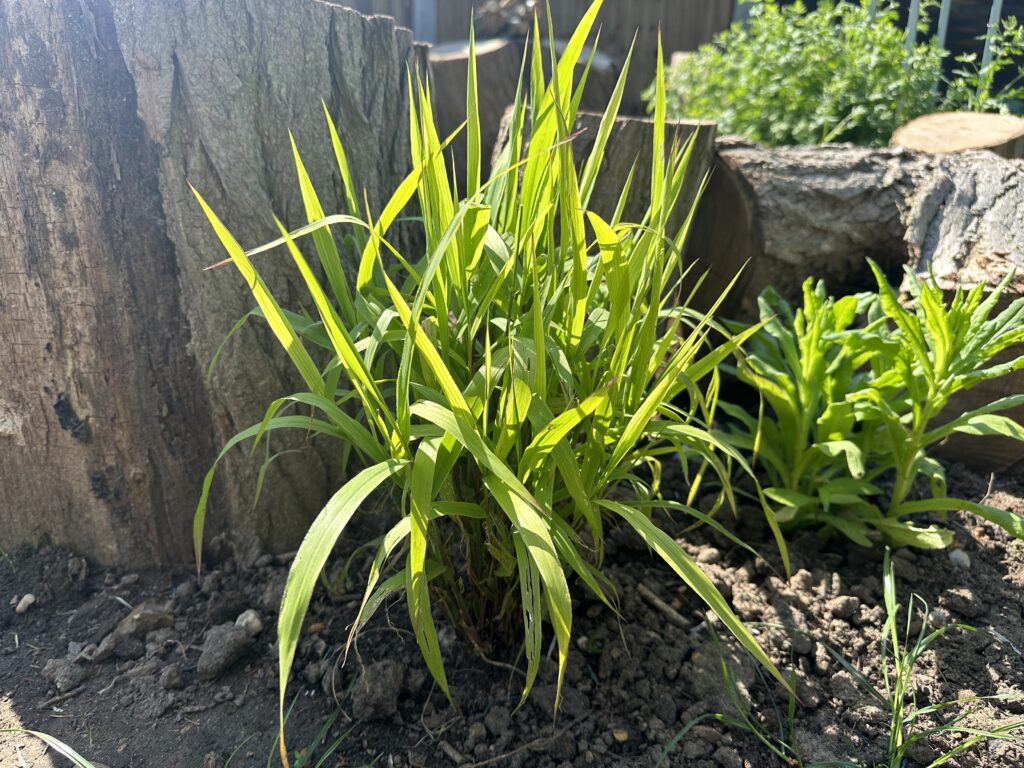 Miscanthus sinensis