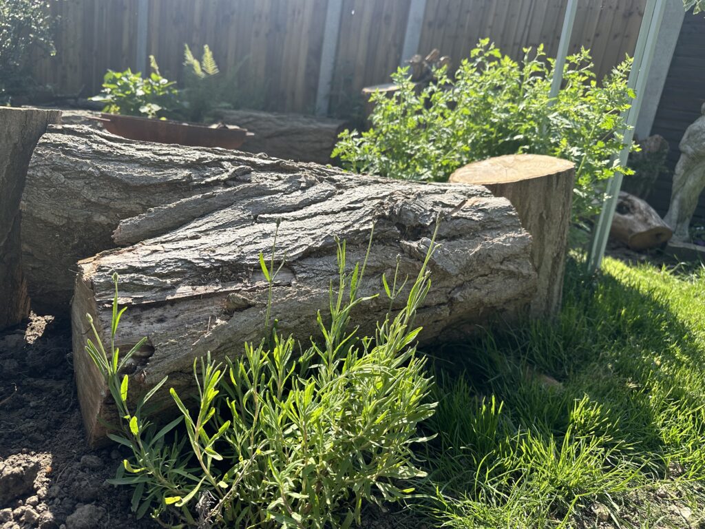 Lavender hidcote growing next to a log