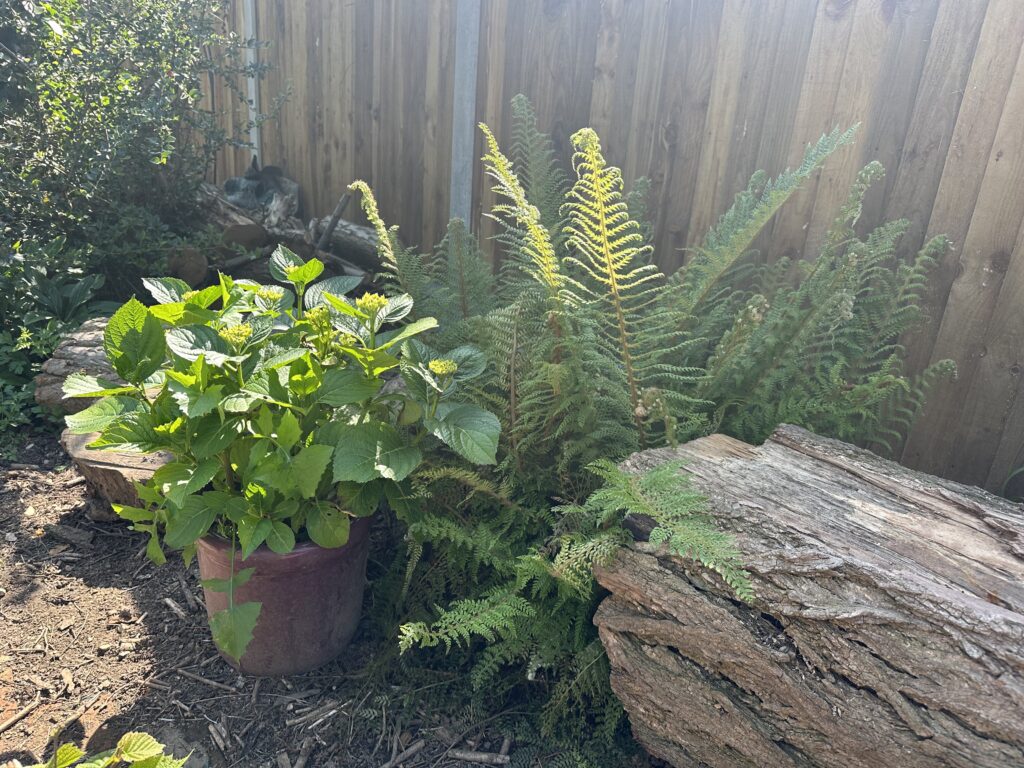 Shuttlecock fern next to potted hydrangea