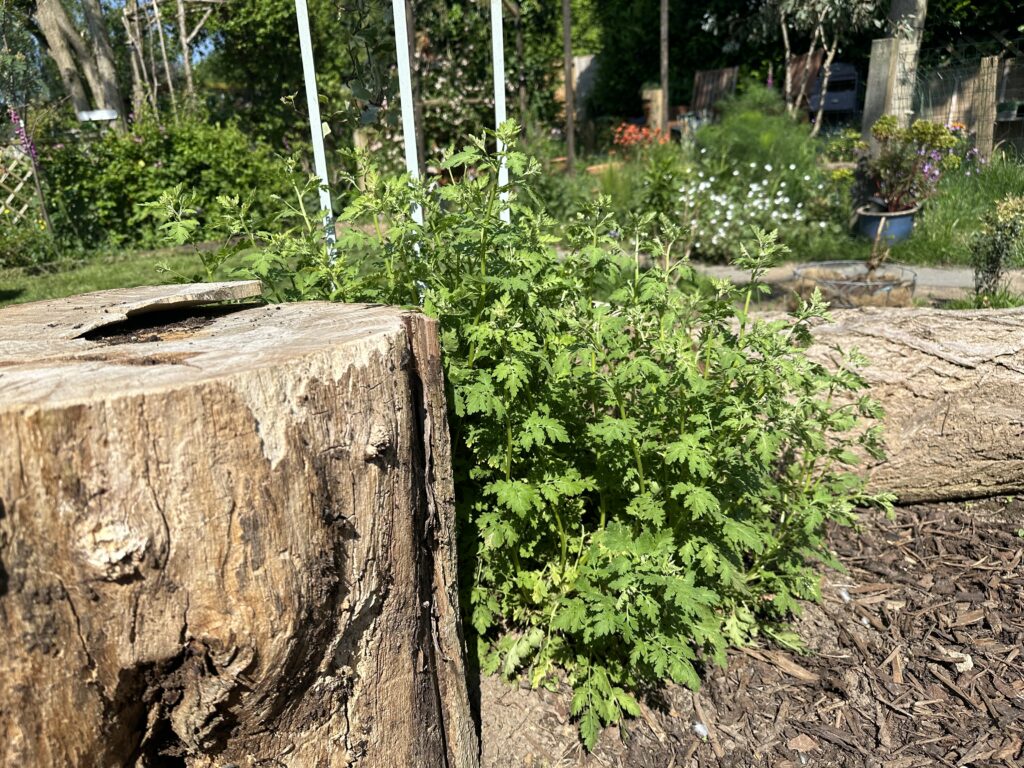 Feverfew daisy