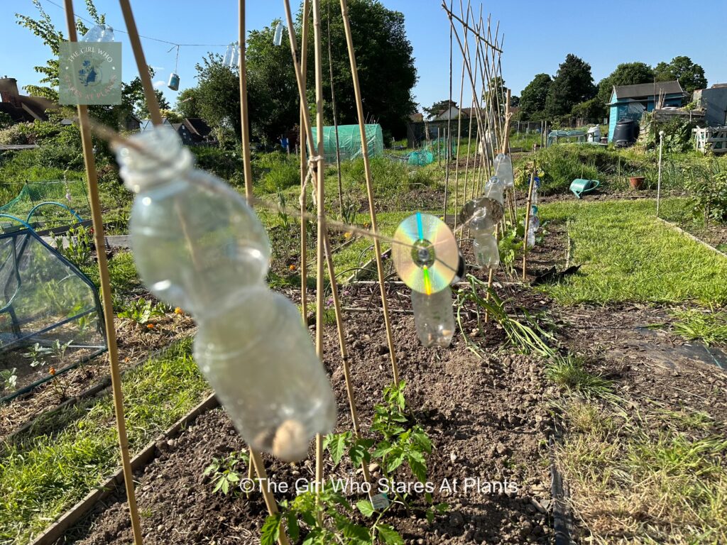 Plastic bottles and CD used a bird deterrent in allotment 