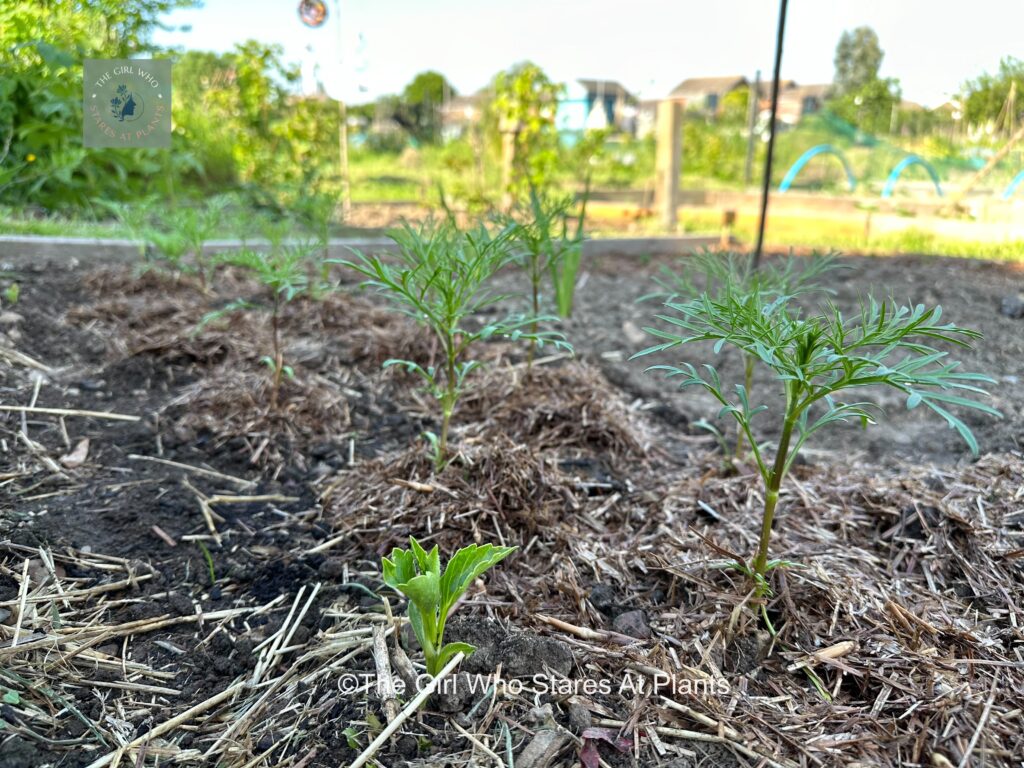 Baby cosmos flowers