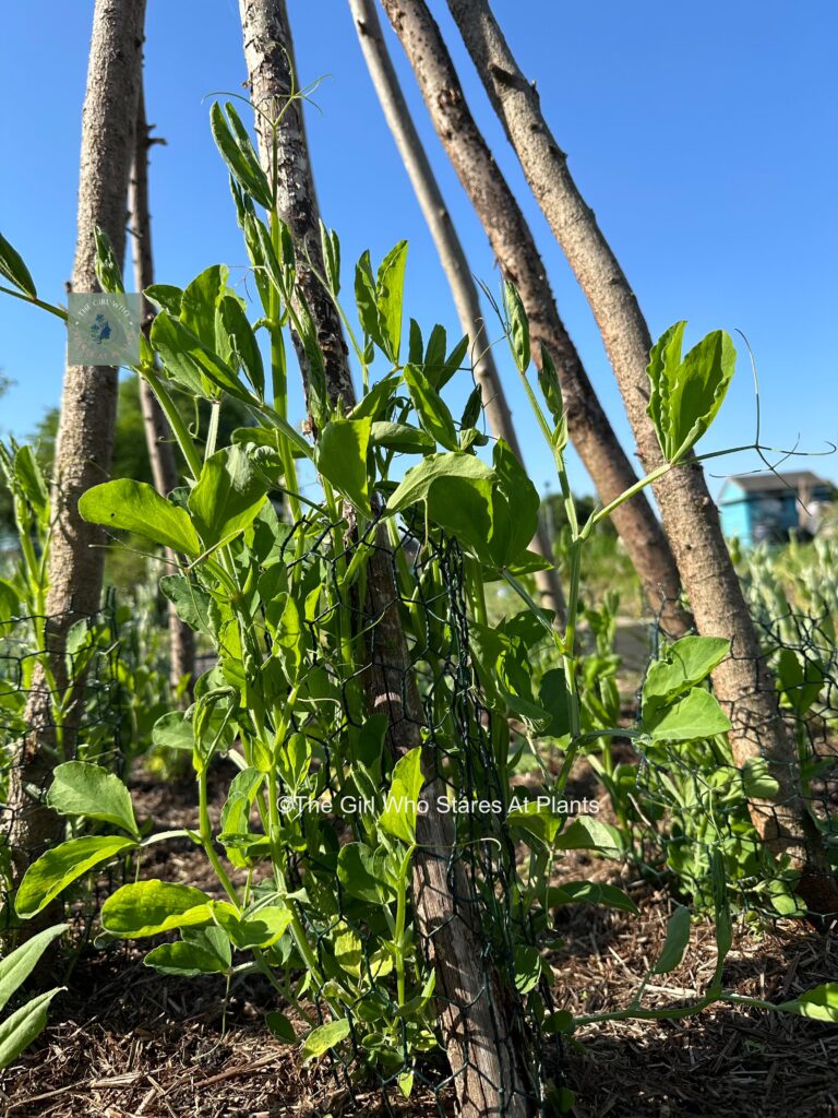 Sweet pea teepee