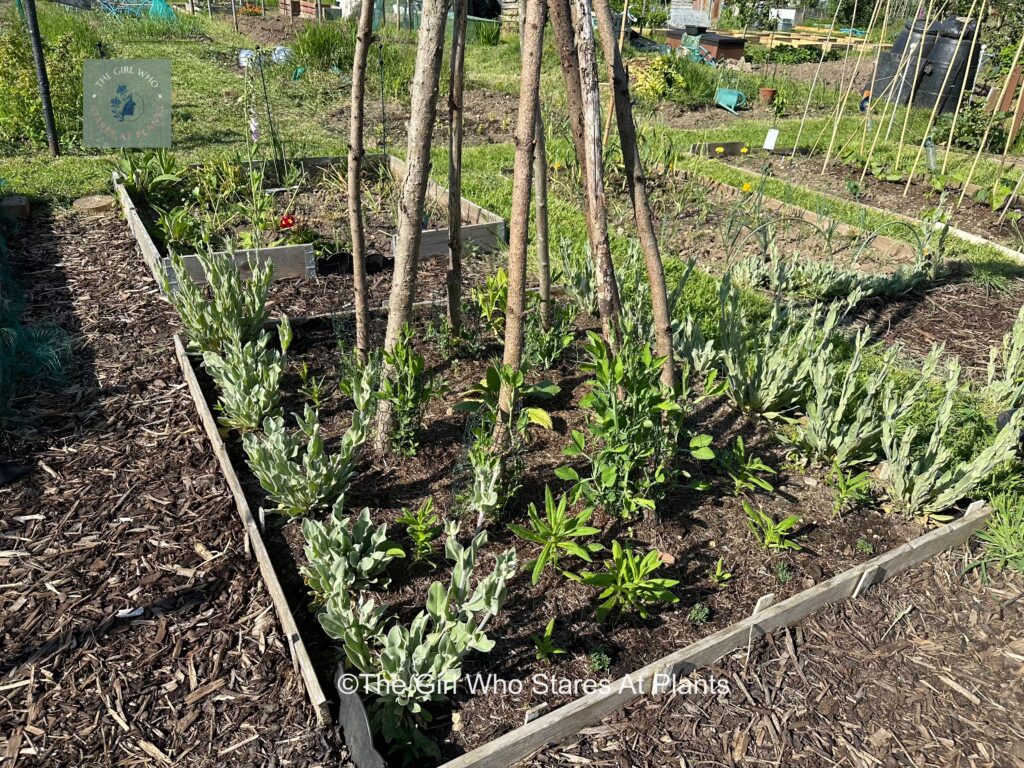 Sweet peas growing up a tee pee surrounded by lambs ears