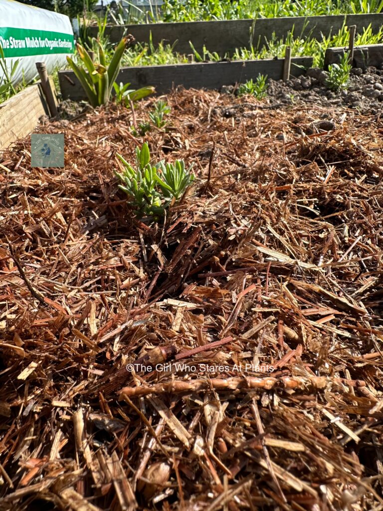 Baby lavender grown from plug plants 