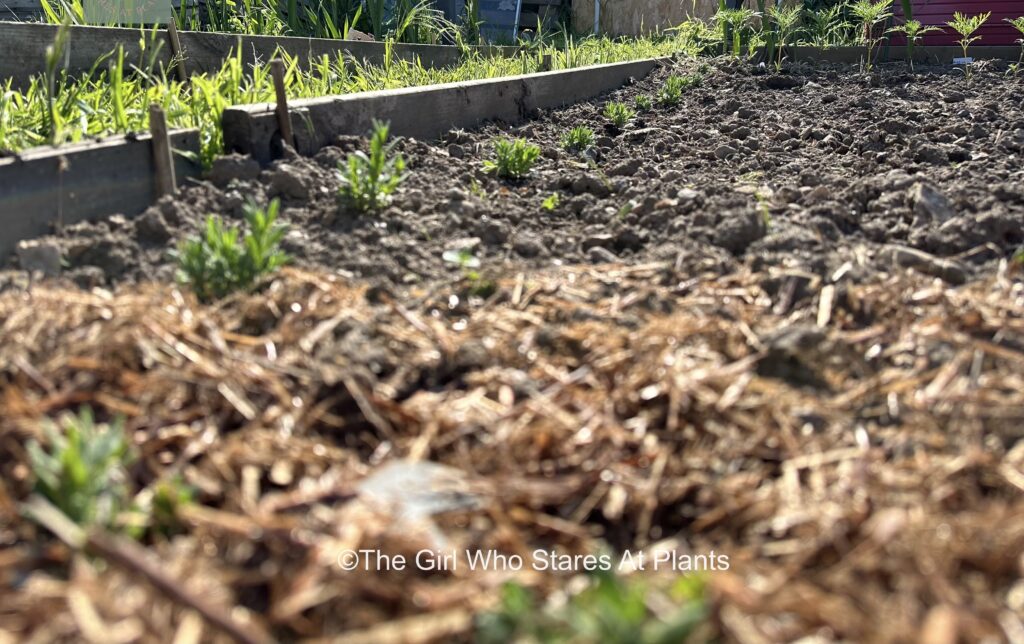 Row of small lavender plants 