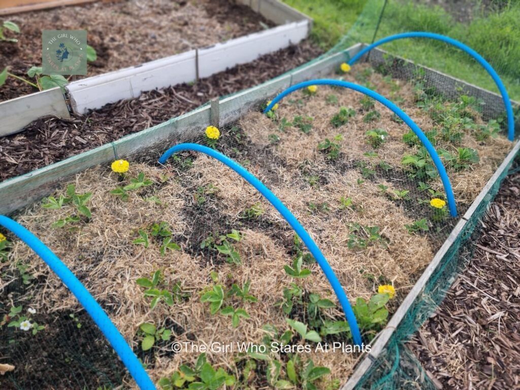 Strawberry plants covered with pipe and netting to protect the fruit