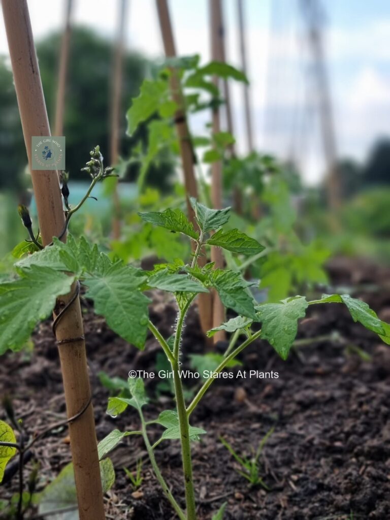 Baby tomato plants