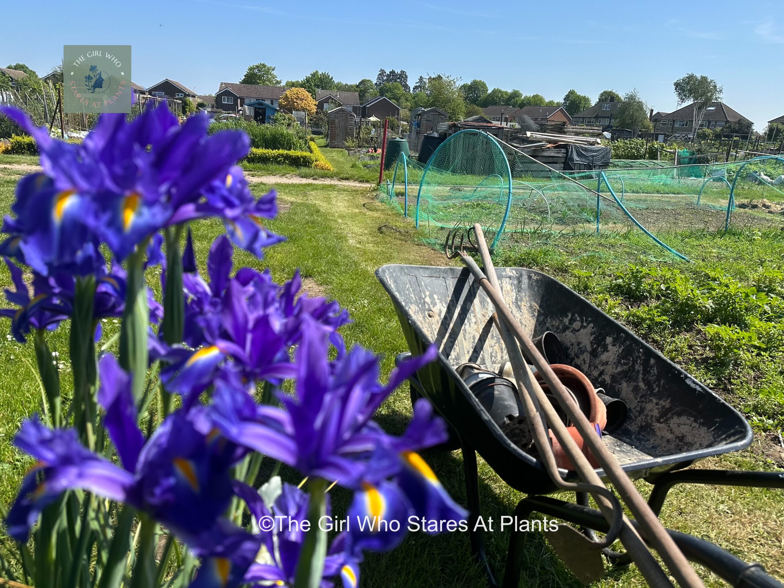 Iris flowers with wheelbarrow on the allotment