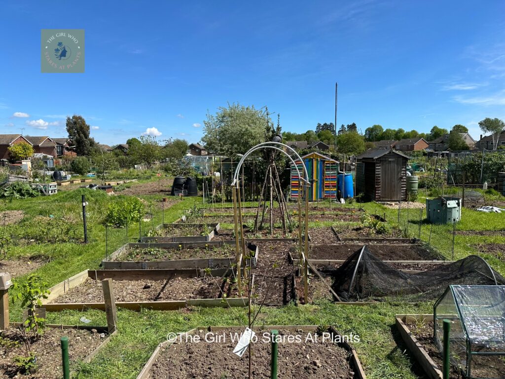 Allotment May 2024 raised beds and a squash arch 