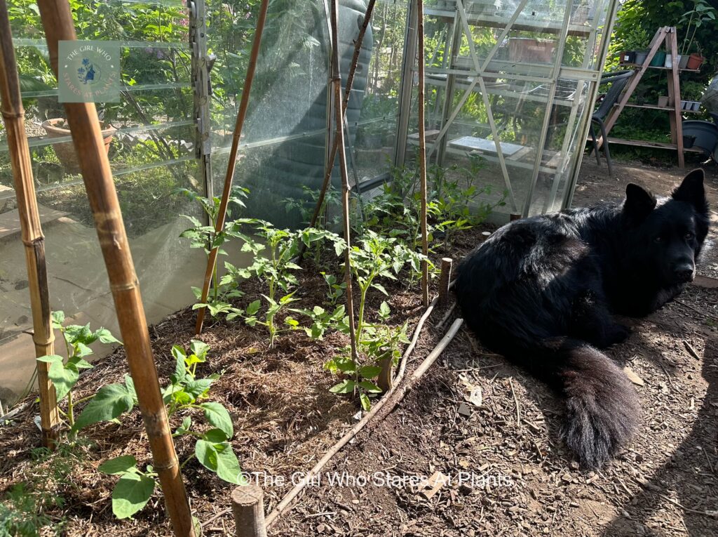 Black German shepherd sat in a greenhouse with tomatoes 