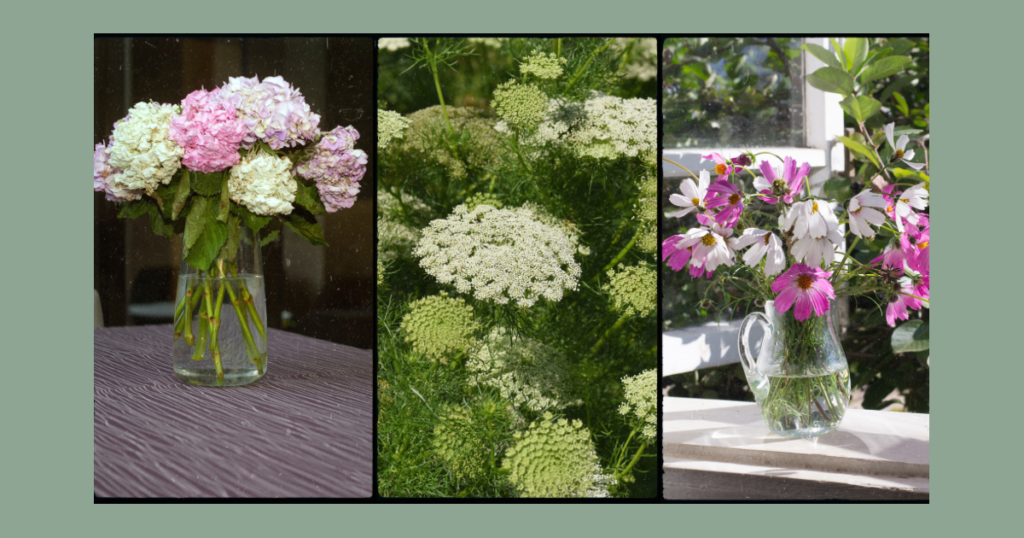 3 plants to use as cutting flowers, hydrangea, ammi majus and cosmos