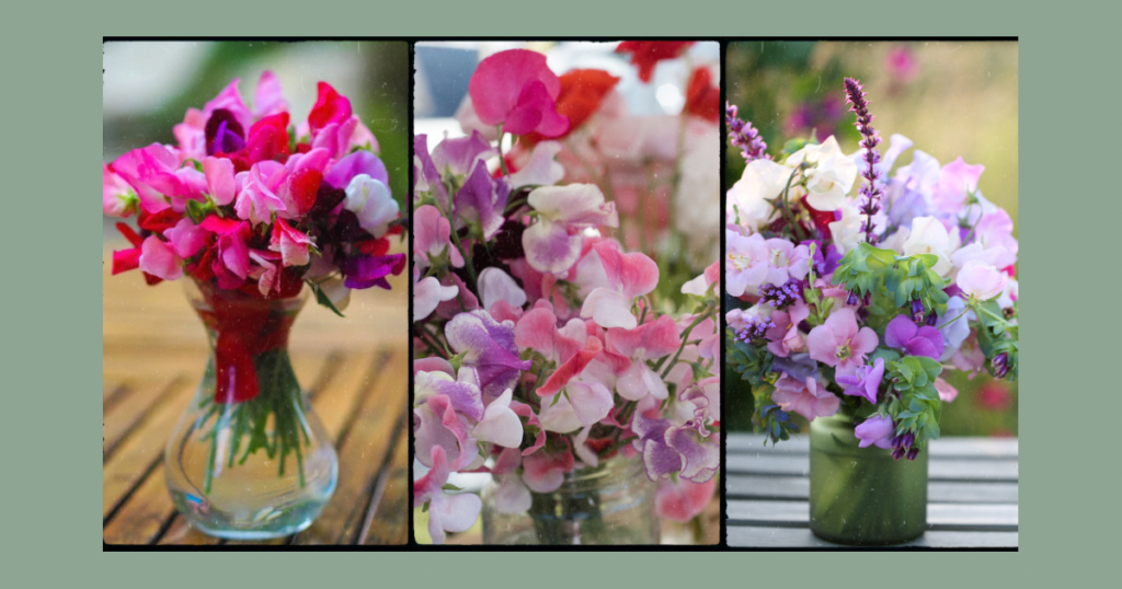 Bunches of sweet peas