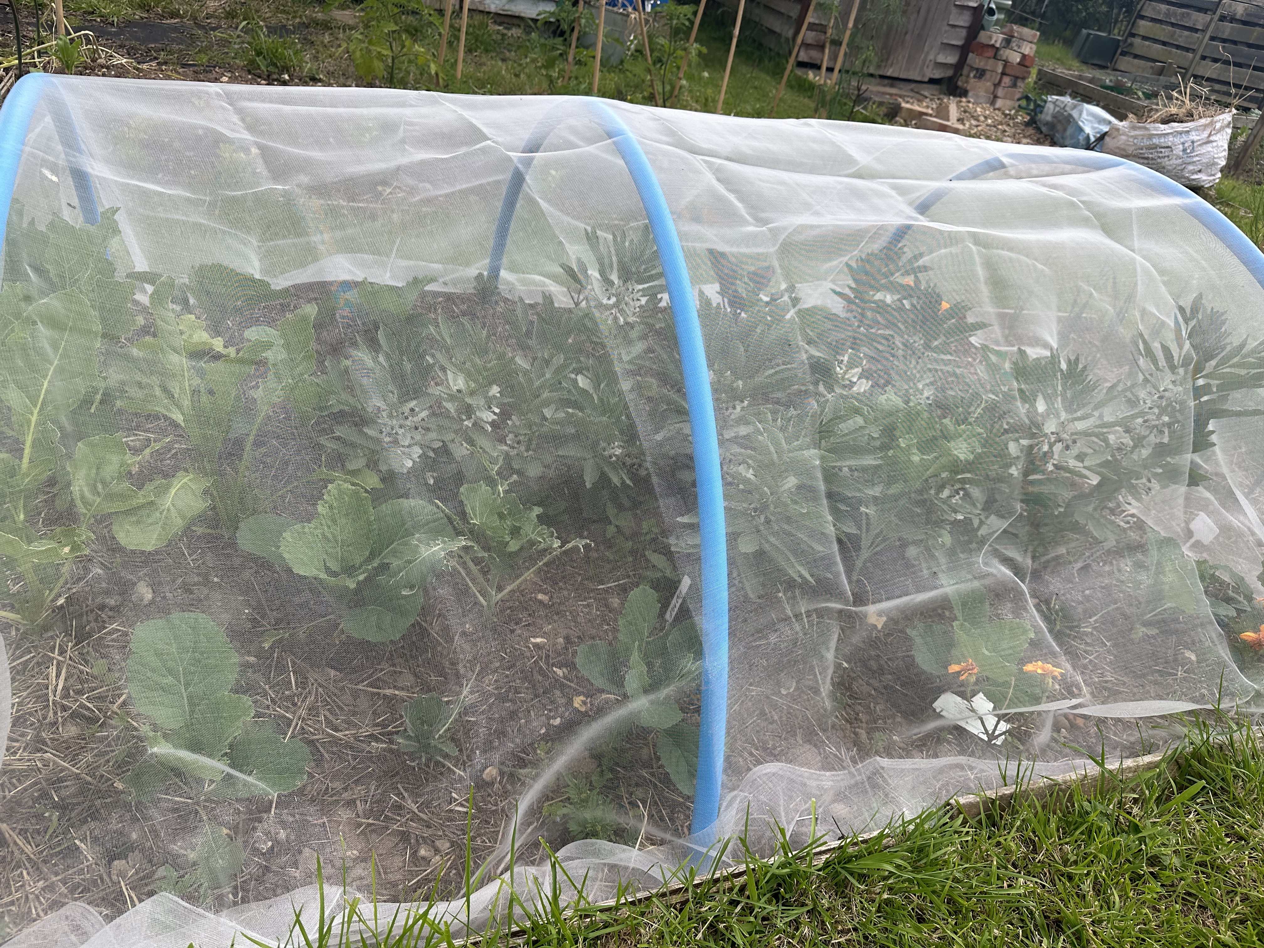 Insect netting over broad bean plants and savoy cabbage